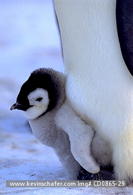 PENGUINS, EMPEROR: (Aptenodytes forsteri) 
Antarctica, Weddell Sea, Atka Bay colony, Adult emperor penguin with chick.