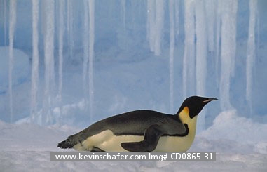 PENGUINS, EMPEROR: (Aptenodytes forsteri) 
Antarctica, Weddell Sea, Adult emperor penguin lays beneath icicles.