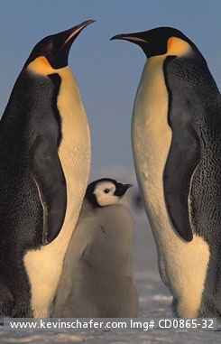 PENGUINS, EMPEROR: (Aptenodytes forsteri) Antarctica, Weddell Sea, Atka Bay colony, Adult emperor penguin parents with chick.