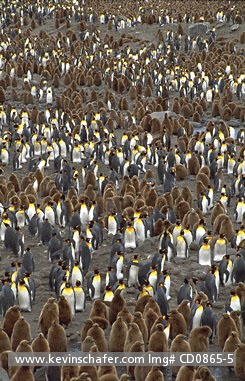 PENGUINS, KING: (Aptenodytes patagonicus)  
Sub-Antarctica, South Georgia Island, St. Andrews Bay, Large colony of king penguins.