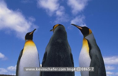 PENGUINS, KING: (Aptenodytes patagonicus) Falkland Islands, Three adult king penguins against blue sky.