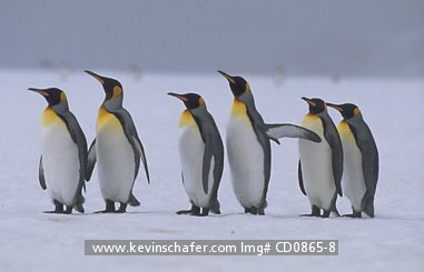 PENGUINS, KING: (Aptenodytes patagonicus) Sub-Antarctica, South Georgia Island, Six adult king penguins walking on the ice.