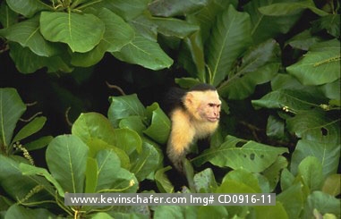 MONKEY, WHITE-FRONTED CAPUCHIN: (Cebus capucinus)
Costa Rica, Manuel Antonio National Park, White-fronted capuchin monkey in tree.