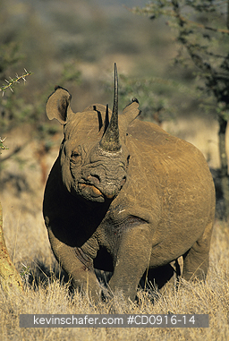 RHINOCEROS, BLACK: (Diceros bicornis)  Northern Kenya, Lewa Downs Reserve, Portrait of an endangered black rhino.