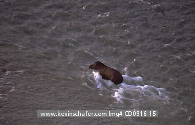 TAPIR, BRAZILIAN: (Tapirus terrestris)  SE Peru, Brazilian tapir crossing Tambopata River.