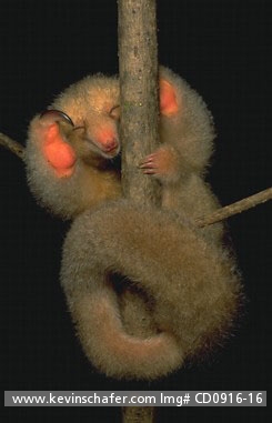 ANTEATER, SILKY (PYGMY): (Cyclopes didactylus)  West Indies, Trinidad, Caroni Swamp, Sleeping silky anteater in tree.