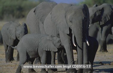 ELEPHANTS, AFRICAN: (Loxodonta africana) Botswana,  Chobe River area, African elephant calf with mother.