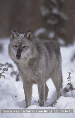 WOLF, GRAY: (Canis lupus)  USA, Northern Montana, Portrait of a gray wolf in the snow.