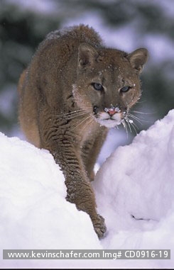 COUGARS, MOUNTAIN LION: (Felis concolor)  USA, Northern Montana, Portrait of a cougar. CAPTIVE ANIMAL