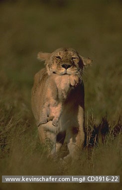 LION: (Panthera leo)  Kenya, Masai Mara Reserve,  Mother lion carrying young cub away from wildfire.