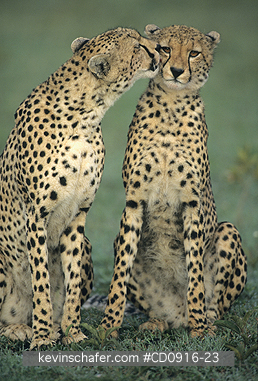 CHEETAH: Cheetahs (Acinonyx jubatus)  
Kenya, Masai Mara Reserve , Family grooming after a kill.