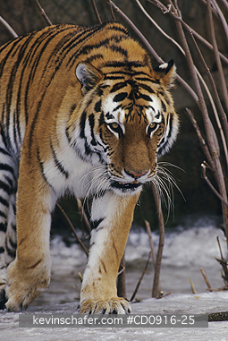 TIGER, SIBERIAN: (Panthera tigris altaica)  Portrait of a captive Siberian tiger.