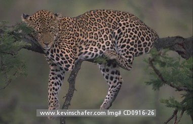 LEOPARD: (Panthera pardus)  Kenya,   Masai Mara Reserve, Adult female leopard resting in an acacia tree.