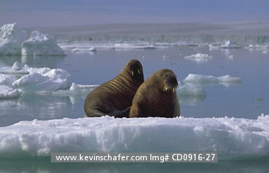 WALRUS, ATLANTIC: (Odobenus rosmarus) Norway, Svalbard (Spitsbergen), Atlantic walruses on ice floe.