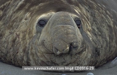 SEAL, SOUTHERN ELEPHANT: (Mirounga leonina)  Sub-Antarctica, South Georgia Island, Portrait of a southern elephant seal.
