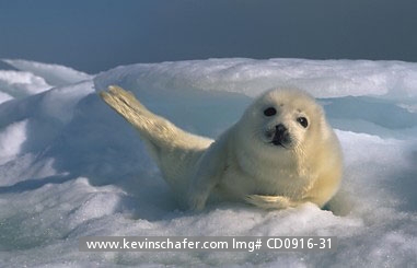 SEAL, HARP PUP: (Phoca groenlandica) Eastern Canada, Quebec, Magdalen Island, Harp seal pup in early March.