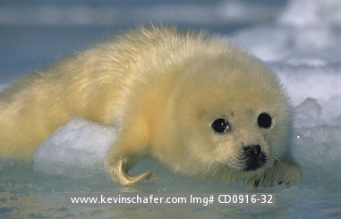 SEAL, HARP PUP: (Phoca groenlandica) Eastern Canada, Quebec, Magdalen Island, Harp seal pup in early March.