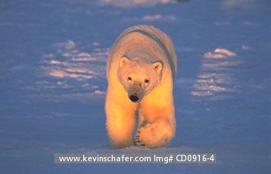 BEAR,  POLAR: (Ursus maritimus)  Canada, Manitoba, Hudson Bay, Polar bear walking in late afternoon light.