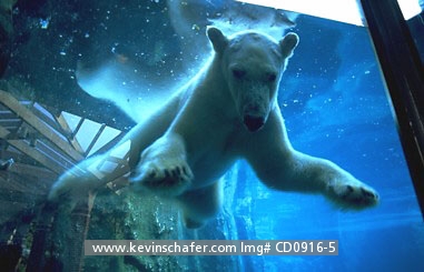 BEAR, POLAR: (Ursus maritimus)  USA, New York, New York City, Central Park Zoo, Polar bear exhibit, captive polar bear swimming.