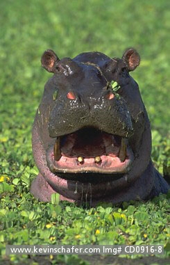 HIPPOPOTAMUS: (H. amphibius)   Kenya, Masai Mara, Hippopotamus in weed choked pool.