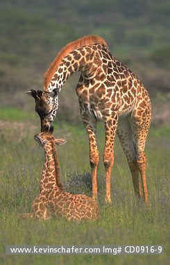 GIRAFFE, MASAI: (Giraffa camelopardalis) Tanzania,  Serengeti National Park,  Masai giraffe with baby.
