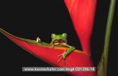 FROG, LEAF: (Phyllomedusa vaillanti)  SE Peru,Tambopata Reserve, Leaf frog peeking from heliconia.