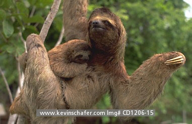 SLOTH, THREE-TOED: (Bradypus variegatus) Costa Rica, Corcovado National Park, Mother and baby three-toed sloth in rainforest tree.