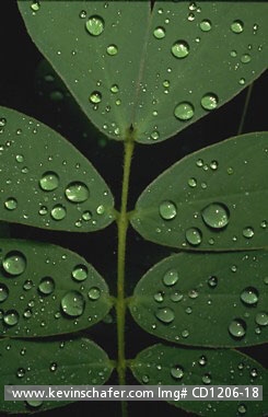 FLORA, LEAVES: Costa Rica, Monteverde Cloud Forest, Rainforest leaves after rain.