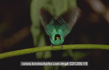 HONEYCREEPER, GREEN: (Chlorophanes spiza) 
Trinidad, Asa Wright Reserve, Green honeycreeper on branch.