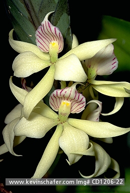ORCHID: (Encyclia fragrans) 
Costa Rica, Tortuguero National Park, Close-up of fragrant orchid.