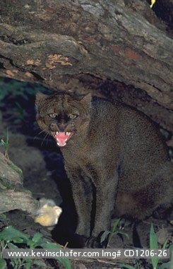 JAGUARUNDI: (Herpailurus yaguarondi) Central America, Portrait of captive jaguarundi.