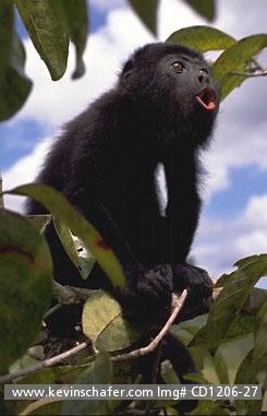 MONKEY, BLACK HOWLER: (Alouatta pigra) 
Belize, Community Baboon Sanctuary, Endangered black howler monkey in tree.