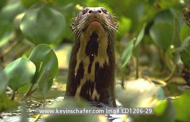 OTTER, GIANT RIVER: (Pteronura brasiliensis) Brazil, Pantanal, Giant river otter poking its head out of the water.