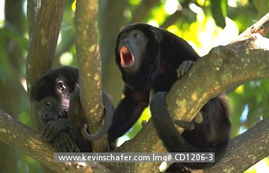 MONKEY, MANTLED HOWLER: (Alouatta palliata) 
Costa Rica, Corcovado National Park, Howling male in tree.