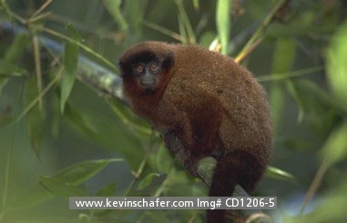 MONKEY, TITI: Urubamba Brown Titi Monkey (Callicebus urubambensis) Upper Madre de Dios River  SE Peru, Amazonia