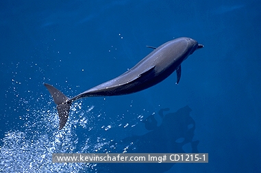 DOLPHIN, PANTROPICAL SPOTTED: (Stenella attenuata)
Costa Rica, Golfo Dulce, Pantropical spotted dolphin bow riding.