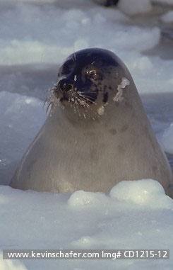 SEAL, HARP: (Phoca groenlandica) Eastern Canada, Quebec, Magdalen Island, Female harp seal at breathing hole.