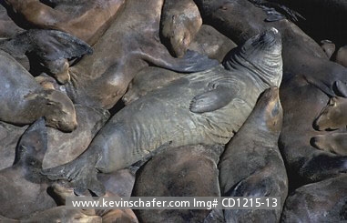 SEAL, NORTHERN ELEPHANT: (Mirounga angustirostris) USA, California, Farallon Islands, Northern elephant seals sleeping among sea lions.