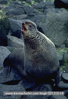 SEAL, NORTHERN FUR: (Callorhinus ursinus) USA, Alaska, Pribilofs, Bering Sea, St. Paul Island, Bull male northern fur seal, 'Beachmaster.'