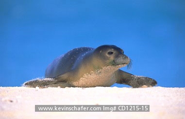 SEAL, HAWAIIAN MONK: (Monachus schauislandi)  USA, NW Hawaiian Island, Midway Atoll, Hawaiian monk seal resting on beach.