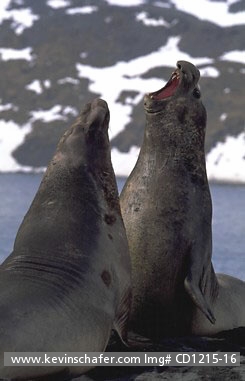 SEAL, SOUTHERN ELEPHANT: (Mirounga leonina) Sub-Antarctic, South Georgia Island, Male southern elephant seals sparring.