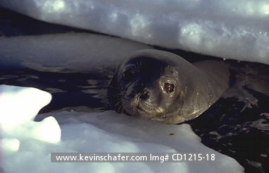 SEAL, WEDDELL: (Leptonychotes weddelli) Antarctica, Weddell seal coming up from the ice.