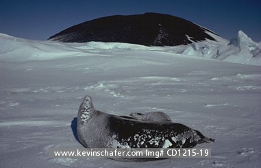 SEAL, WEDDELL: (Leptonychotes weddelli)  Antarctica, McMurdo Sound, Mother and calf weddell seals.