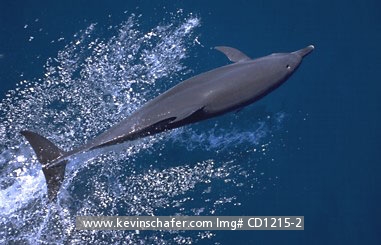 DOLPHIN, PANTROPICAL SPOTTED: (Stenella attenuata)
Costa Rica, Golfo Dulce, Pantropical spotted dolphin bow riding.
