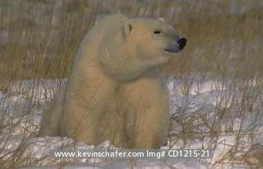 BEAR, POLAR: (Ursus maritimus)   Canada, Manitoba, Churchill area, Portrait of a polar bear.