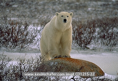 BEAR,  POLAR: (Ursus maritimus)  Canada,  Manitoba, Churchill area, Polar bear in fall tundra.