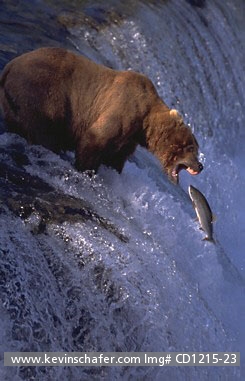 BEAR, BROWN (GRIZZLY): (Ursus arctos)  USA, Alaska,  Katmai National Park, Brooks Falls, Brown bear catching sockeye salmon in mid-air.