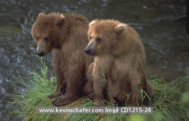 BEAR, BROWN (GRIZZLY): (Ursus arctos) USA, Alaska, Katmai National Park,  Brooks Falls, Brown bear cubs waiting for their mother.