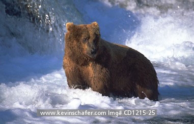 BEAR, BROWN (GRIZZLY): (Ursus arctos) USA, Alaska, Katmai National Park, Brooks River, Brown bear fishing for salmon.
