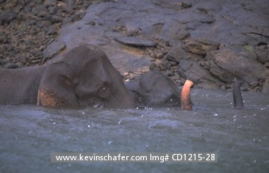 ELEPHANTS, ASIAN: (Elephas maximus) South India, Periyar Reserve, Asian or Indian elephant bathing in rain.